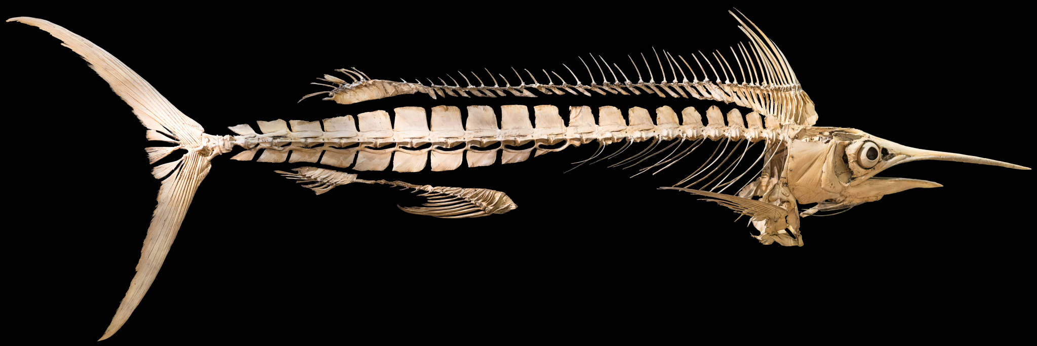 Image 2 of 2 - Skeleton of Black Marlin (Istiompax indica) on black background. From the collection of The Australian Museum
