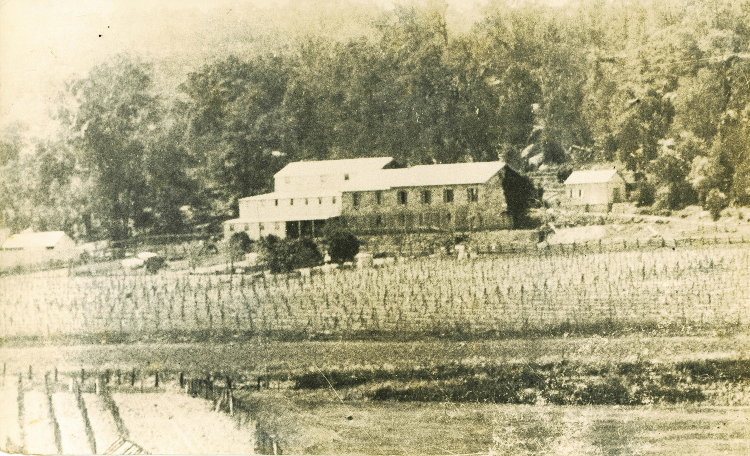 Image 3 of 6 - Black and white image of vineyards. In the background there is a few small buildings and forestry.