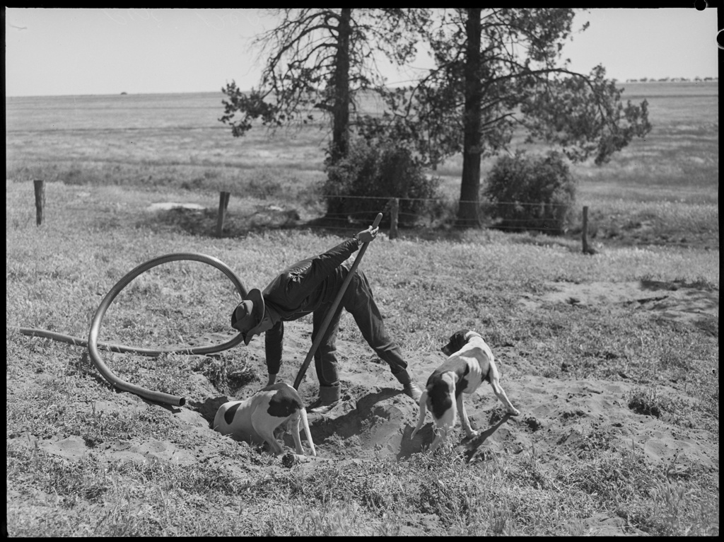 Black and white photograph showing a man in the field with two dogs