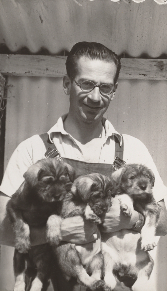 Image 2 of 6 - Black and white image of Manoly Lascaris with three Schnauzer puppies. The man has his hair slicked back and is wearing spectacles, a short-sleeved button up and denim overalls.